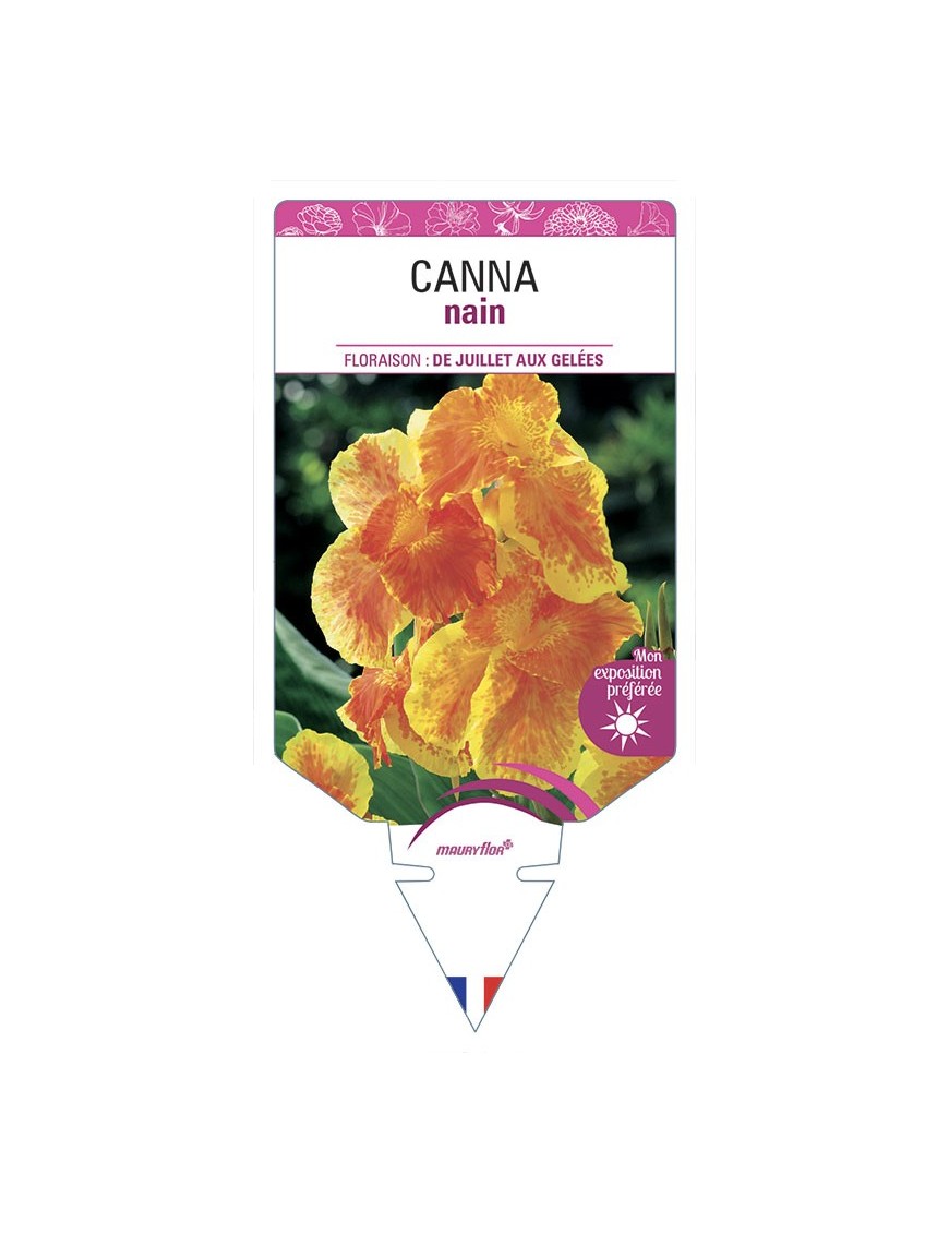 CANNA NAIN (orange/jaune)