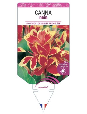 CANNA NAIN (rouge et jaune)