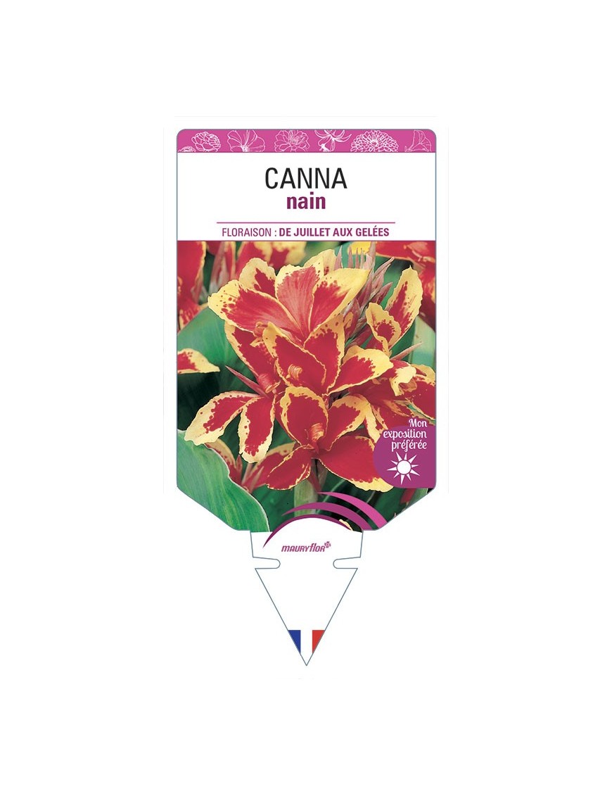 CANNA NAIN (rouge et jaune)