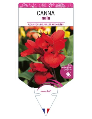 CANNA nain (rouge)