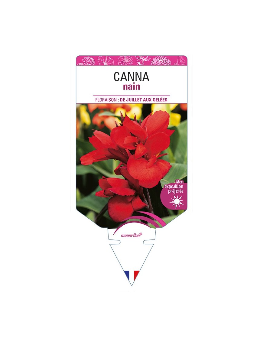 CANNA nain (rouge)