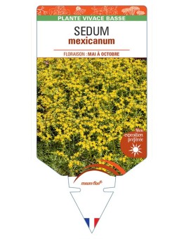 SEDUM mexicanum