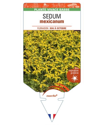 SEDUM mexicanum
