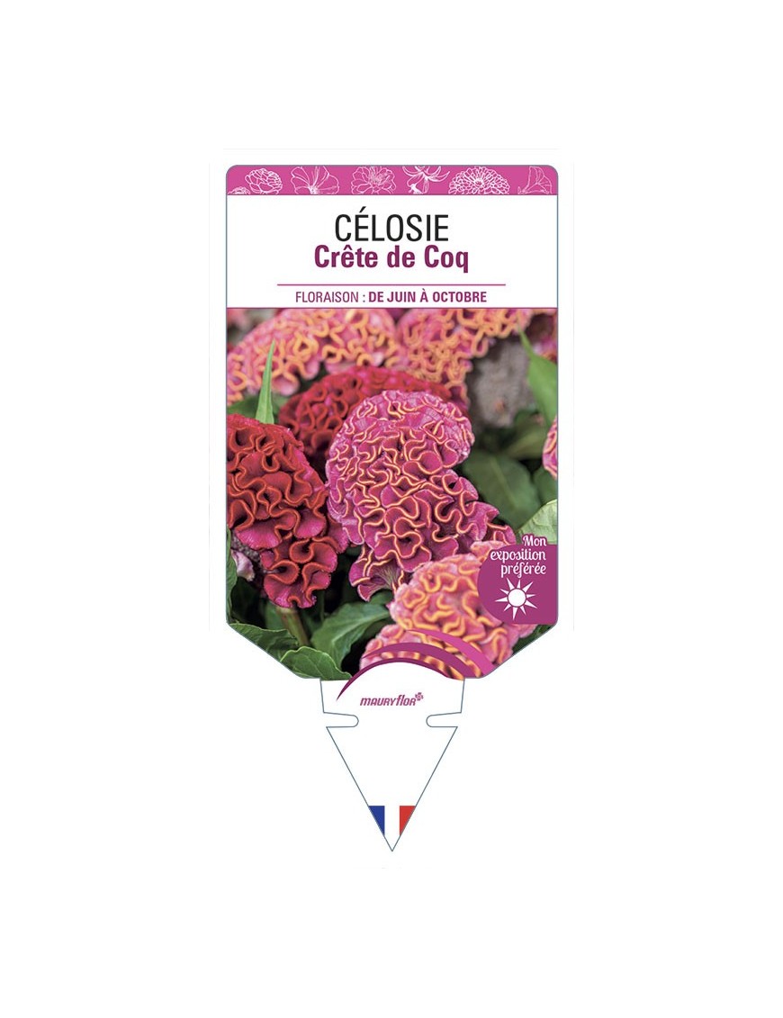 CELOSIE CRETE DE COQ