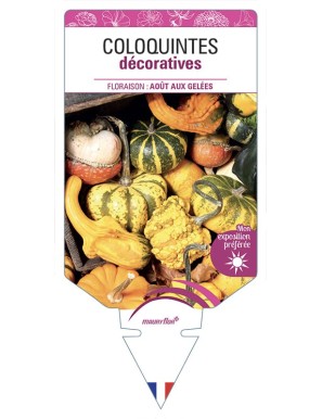 COLOQUINTES décoratives