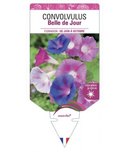 CONVOLVULUS - BELLE DE JOUR (varié)