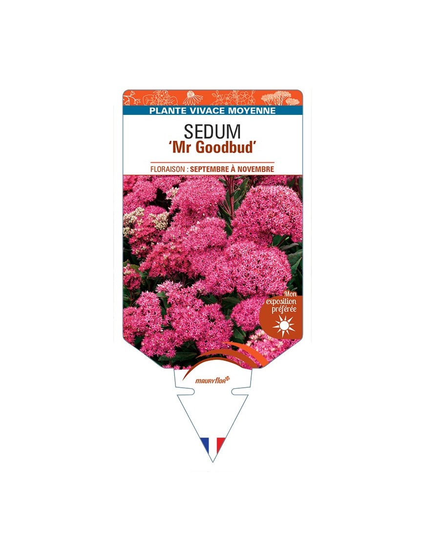 SEDUM Mr Goodbud