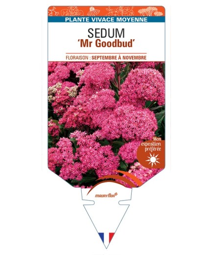 SEDUM Mr Goodbud