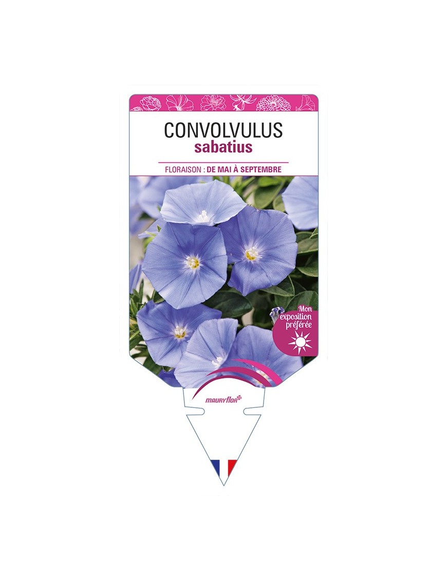 CONVOLVULUS sabatius