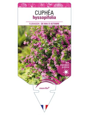 CUPHÉA hyssopifolia