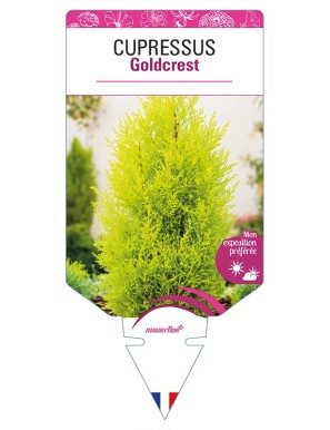 CUPRESSUS Goldcrest