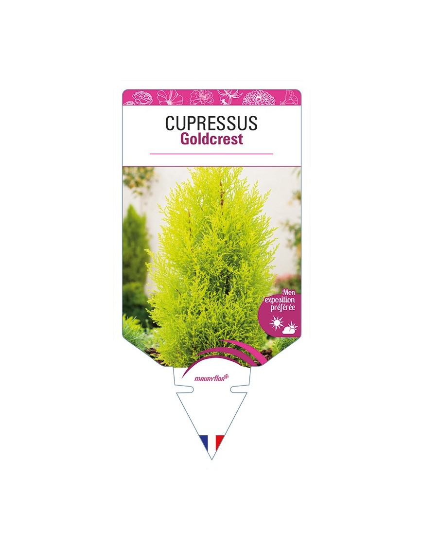 CUPRESSUS Goldcrest