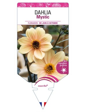 DAHLIA Mystic