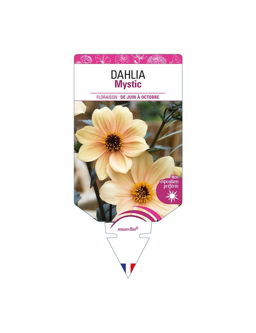 DAHLIA Mystic