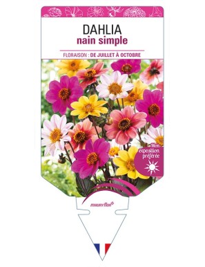 DAHLIA nain simple (varié)