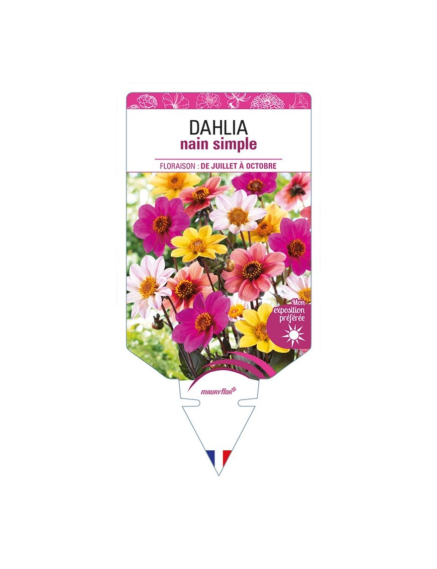 DAHLIA nain simple (varié)