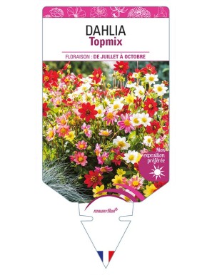 DAHLIA Topmix (varié)