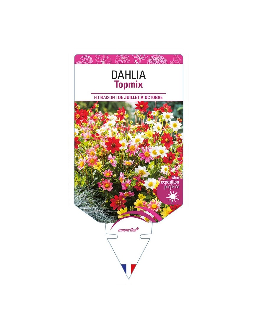 DAHLIA Topmix (varié)