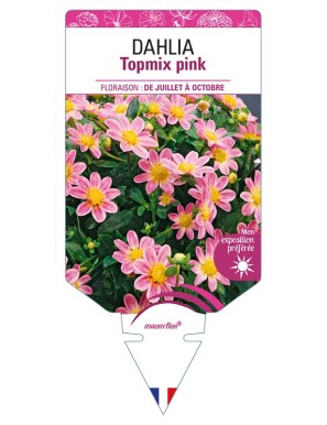 DAHLIA Topmix pink