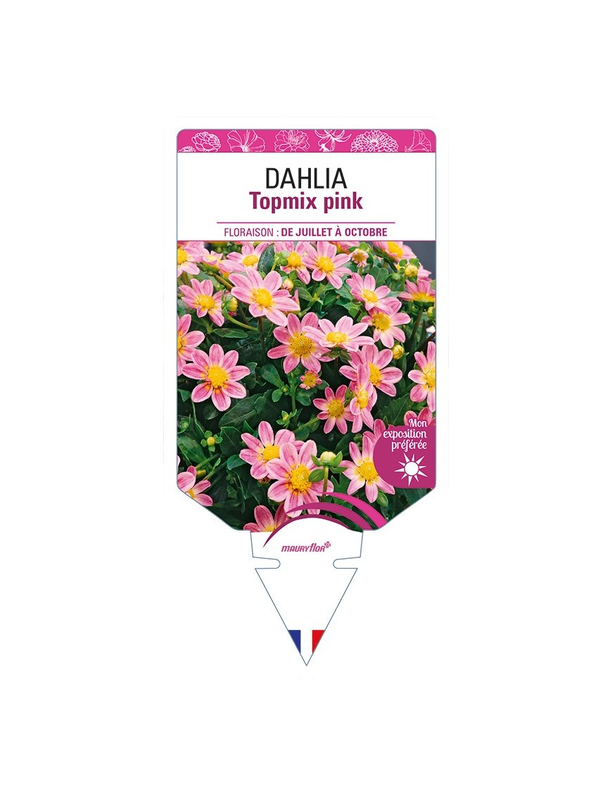 DAHLIA Topmix pink