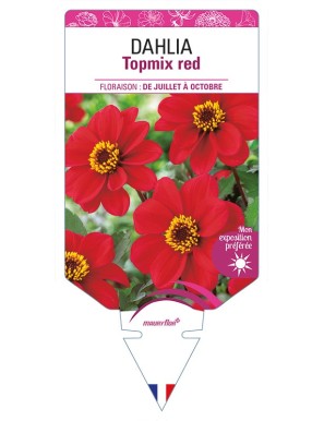 DAHLIA Topmix red