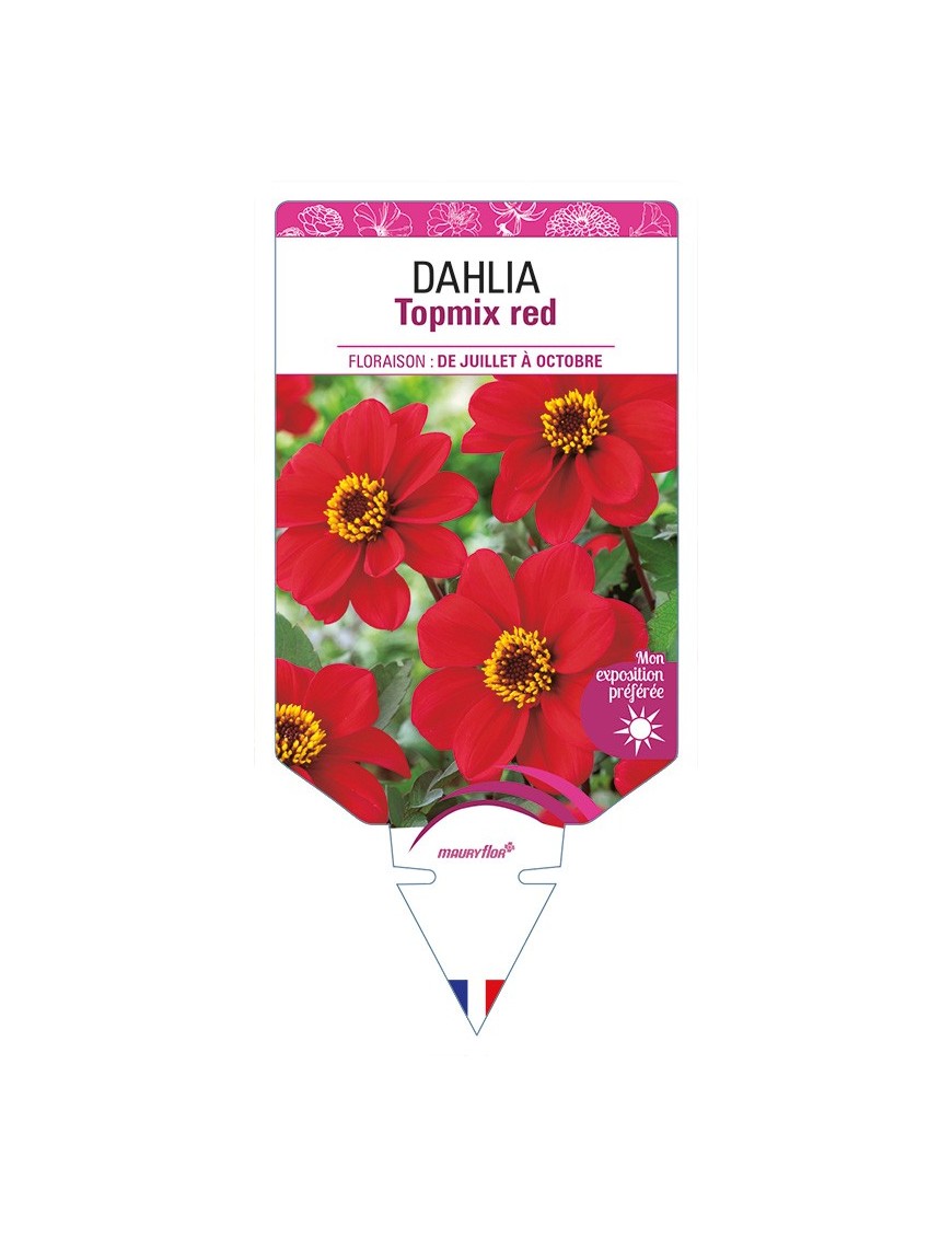 DAHLIA Topmix red