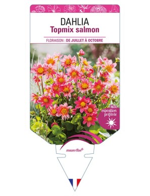 DAHLIA Topmix salmon