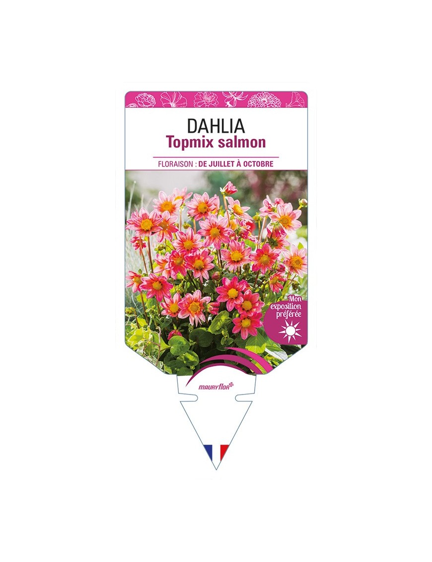 DAHLIA Topmix salmon