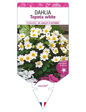 DAHLIA Topmix white