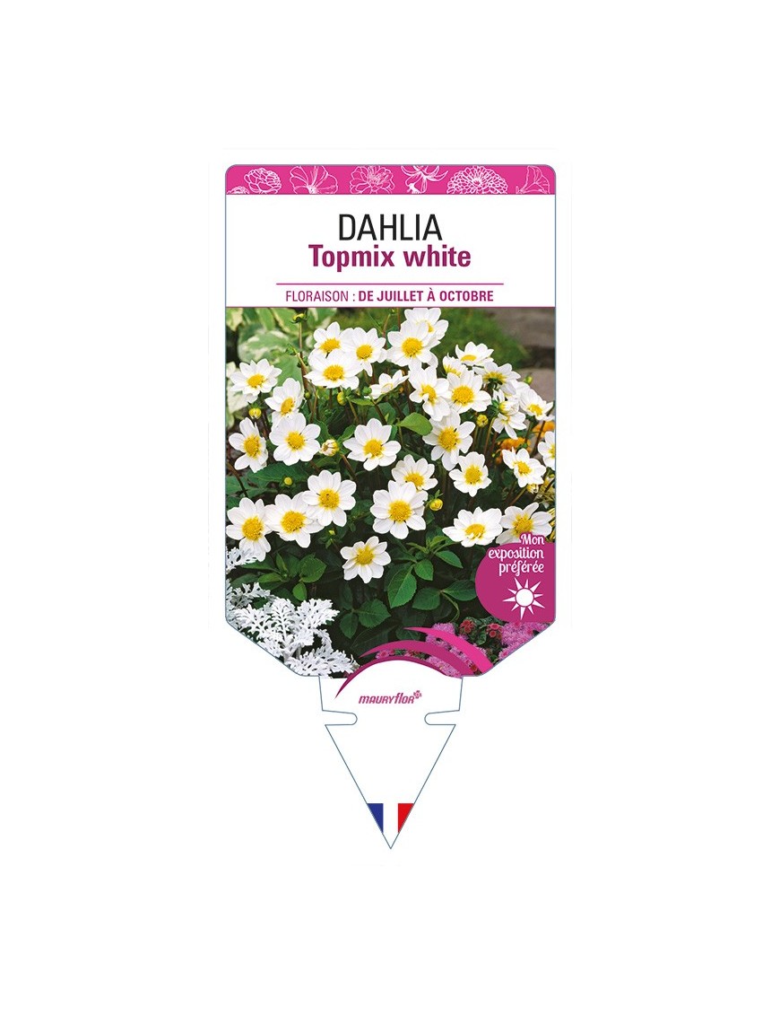 DAHLIA Topmix white