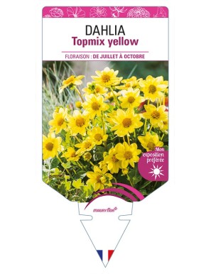 DAHLIA Topmix yellow