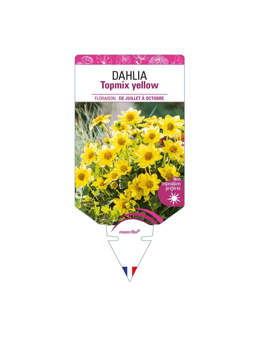 DAHLIA Topmix yellow