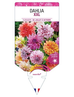 DAHLIA XXL