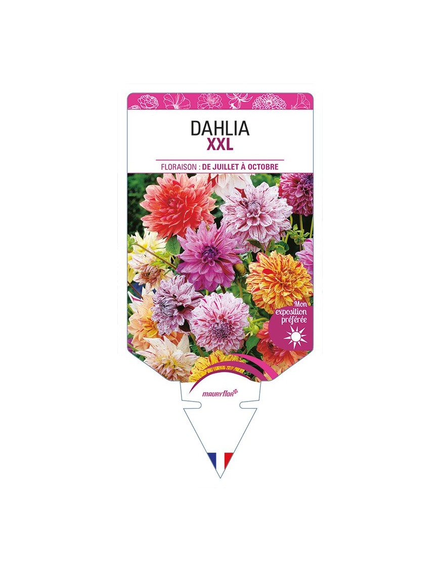 DAHLIA XXL