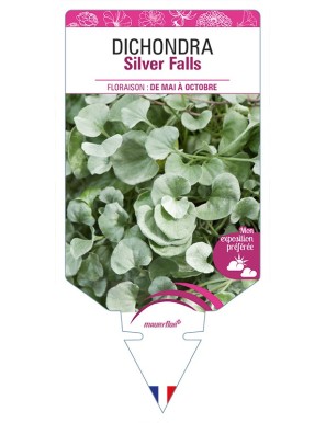 DICHONDRA Silver Falls