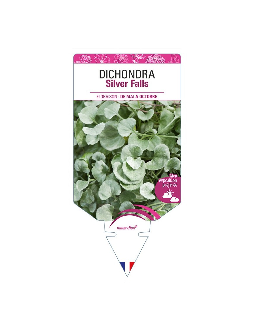 DICHONDRA Silver Falls