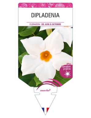 DIPLADENIA (blanc)