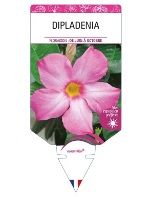 DIPLADENIA (rose)