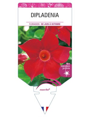 DIPLADENIA (rouge)