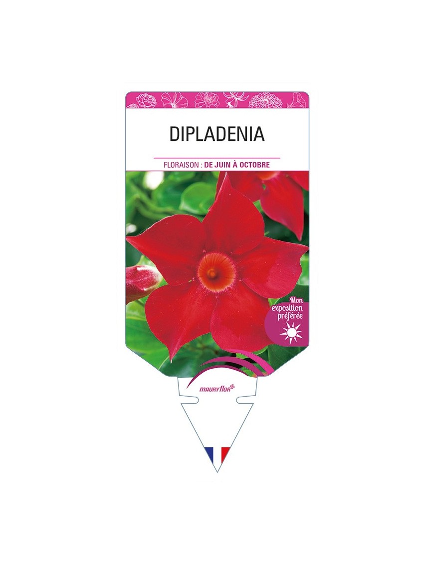 DIPLADENIA (rouge)