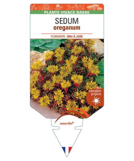 SEDUM oreganum