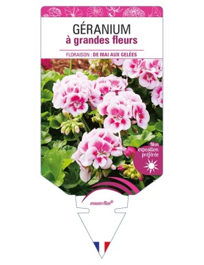 GÉRANIUM à grandes fleurs