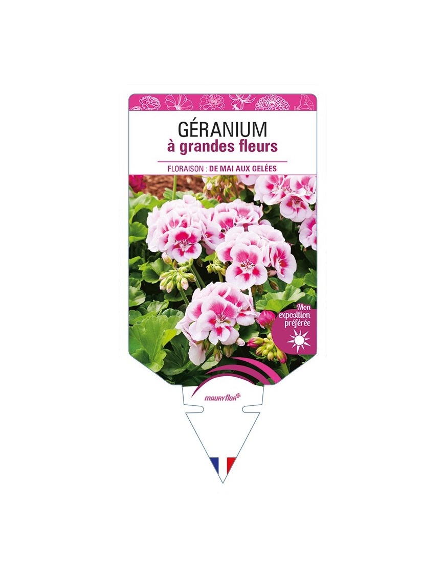 GÉRANIUM à grandes fleurs