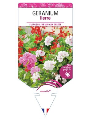 GERANIUM lierre (varié)