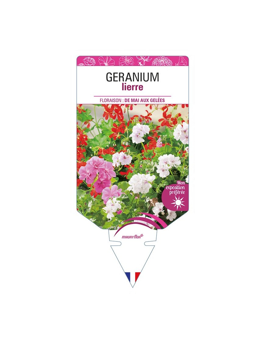 GERANIUM lierre (varié)