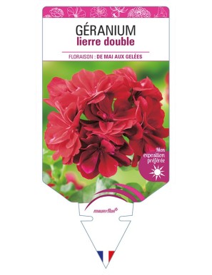 GÉRANIUM lierre double (rouge foncé)