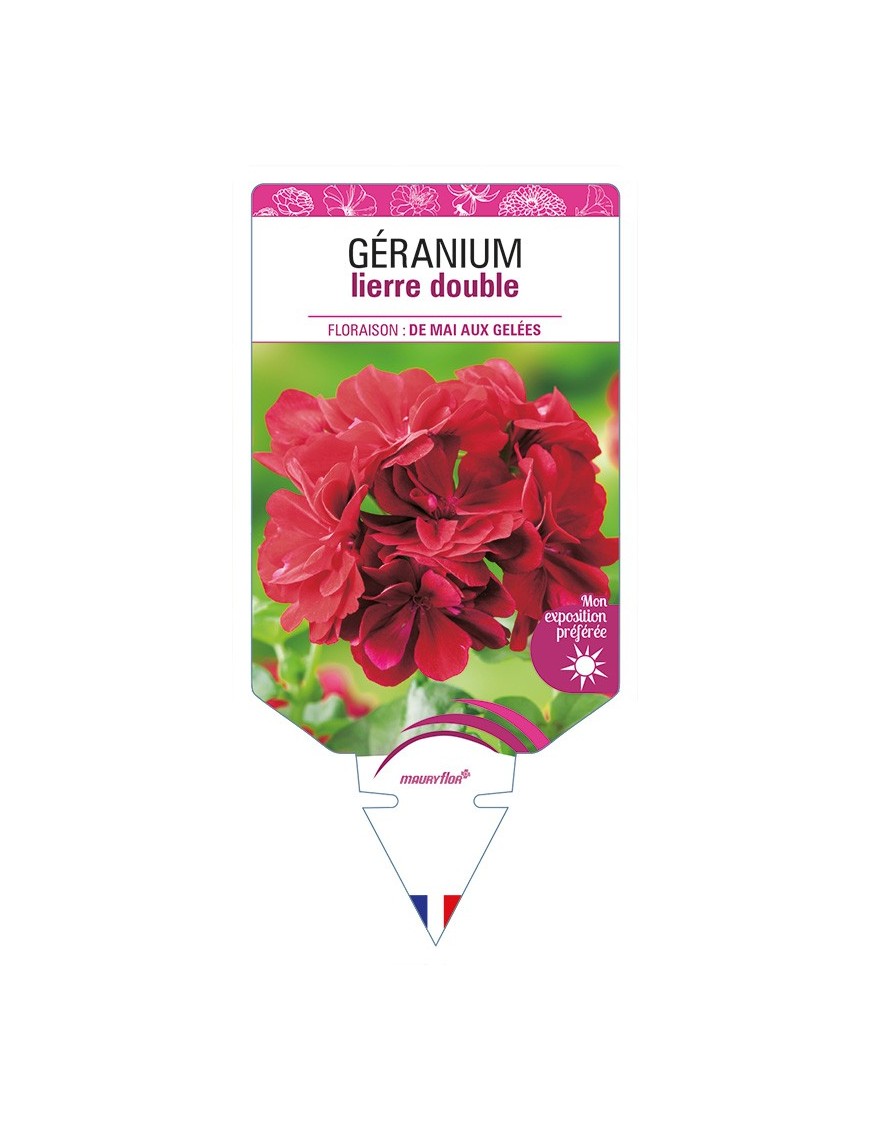 GÉRANIUM lierre double (rouge foncé)