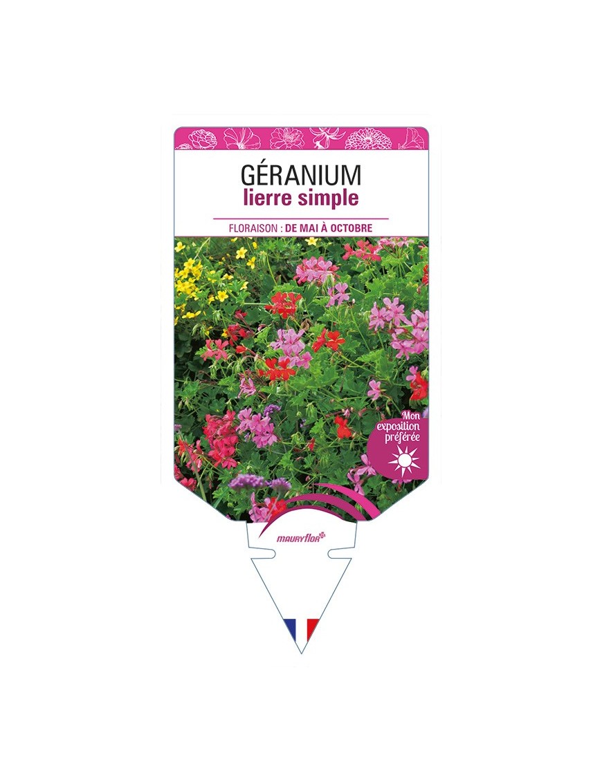 GÉRANIUM lierre simple (varié)