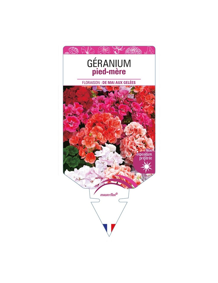 GÉRANIUM pied-mère