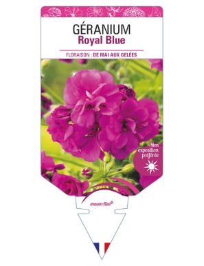 GÉRANIUM Royal Blue